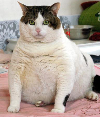Obesidade em gatos