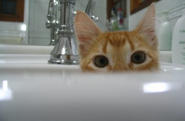 Gatos tomam banho? Como e quando dar banho em gatos