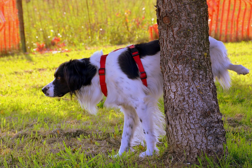 xixi e cocô no lugar