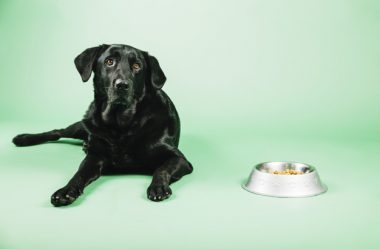 Cachorro que não quer comer: Causas e como lidar