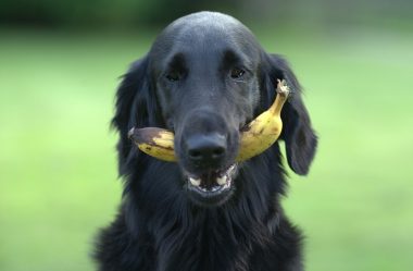 31 Alimentos que cães podem comer