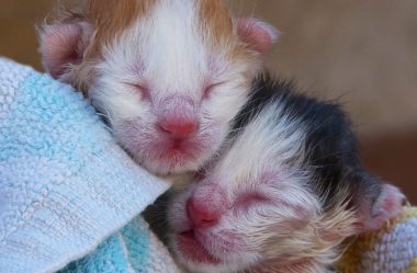 Gatinhos Recém Nascidos – Receita de Leite Caseiro