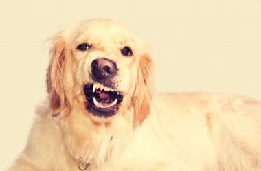 Por que escovar os dentes do seu cachorro?