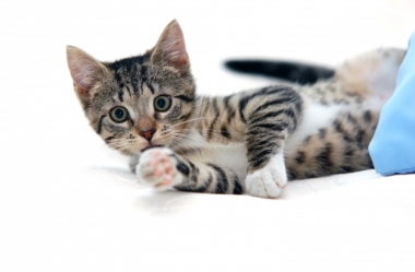 9 Coisas Sobre Gatos Que Você Precisa Saber
