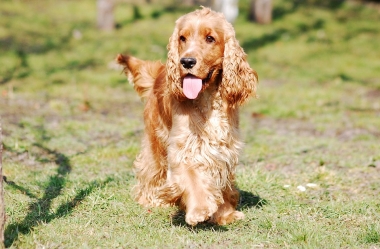 Otite Canina: Entenda a doença, sintomas e saiba como prevenir
