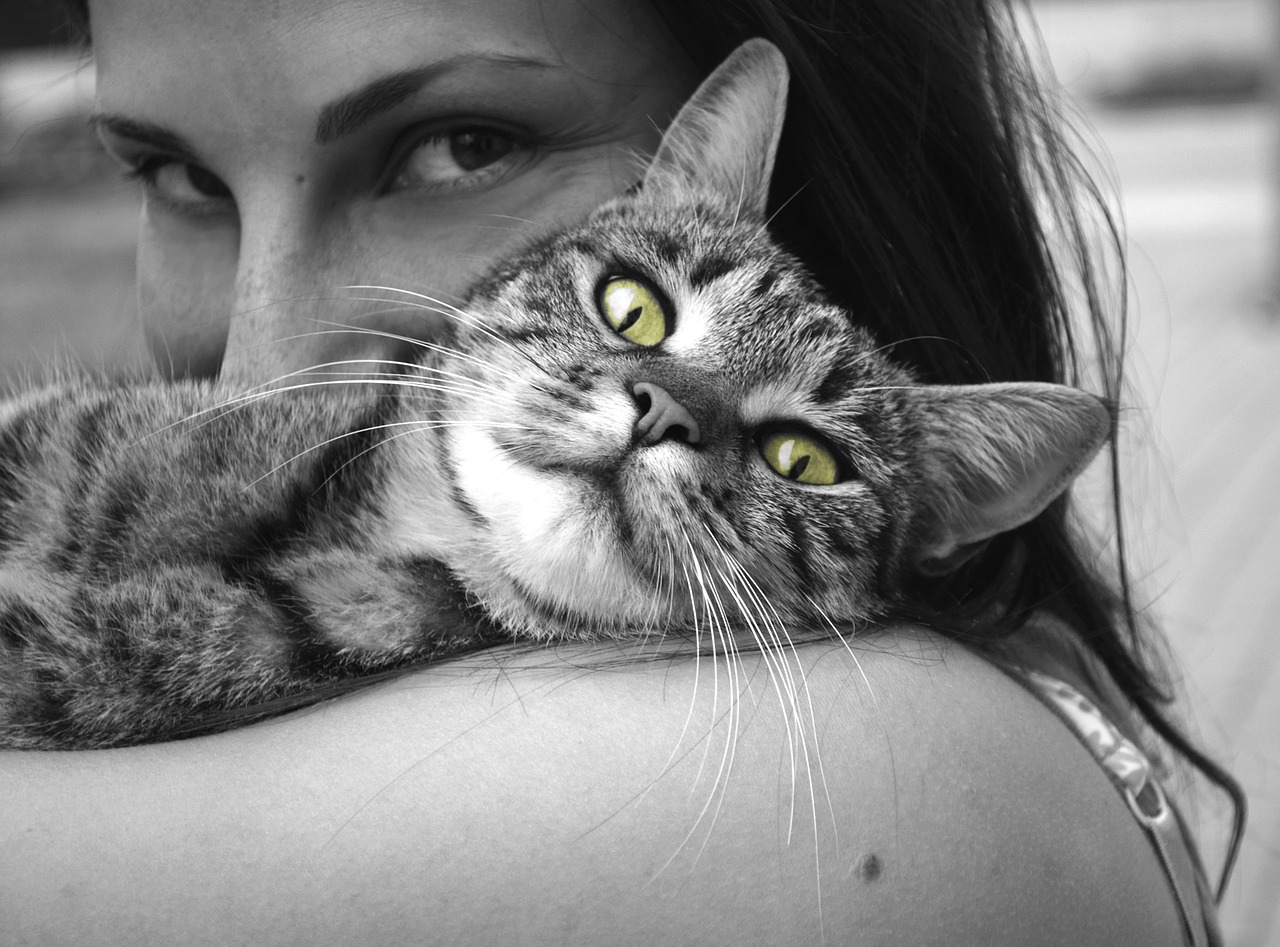 cat with girl photo