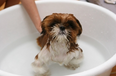 7 dicas de higiene canina simples