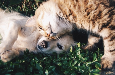 Cães e gatos podem viver juntos?