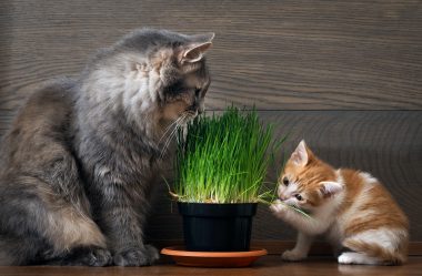Saiba porque gatos comem grama