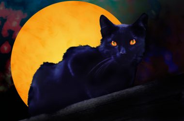 Gatos tem poderes paranormais? Será que são seres sobrenaturais?
