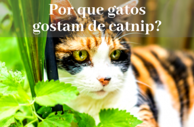 Por que gatos gostam de erva de gato (catnip)?